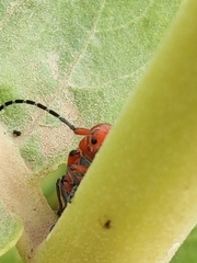 Tetraopes femoratus