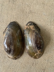 Utterbackia imbecillis