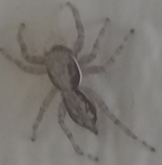 Menemerus bivittatus