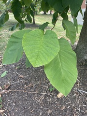 Magnolia acuminata