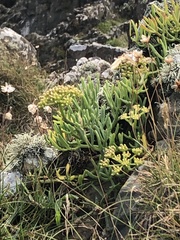 Crithmum maritimum