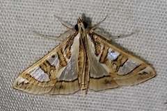 Glyphodes pyloalis