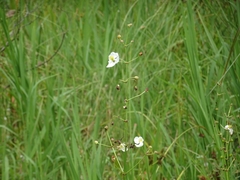 Sagittaria