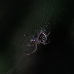 Mangora