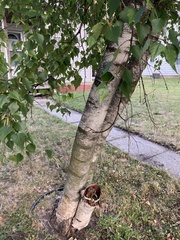 Betula