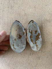 Utterbackia imbecillis