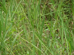 Sagittaria