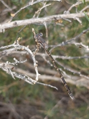 Lestidae