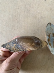 Utterbackia imbecillis