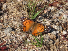 Vanessa virginiensis