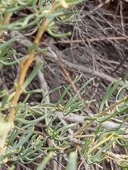 Lestidae