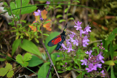 Zygaena
