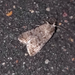 Caradrina clavipalpis