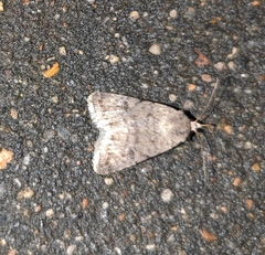 Caradrina clavipalpis