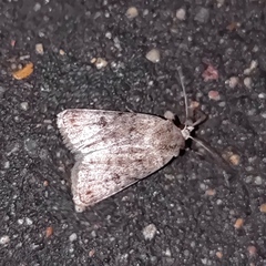 Caradrina clavipalpis