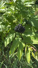Sambucus ebulus