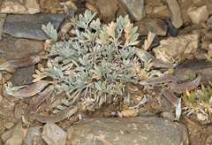 Astragalus calycosus calycosus