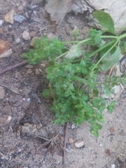 Euphorbia peplus
