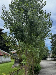 Populus deltoides
