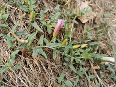 Convolvulus arvensis
