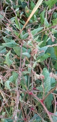 Atriplex laciniata