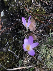 Colchicum montanum