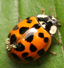 Hesperomyces harmoniae