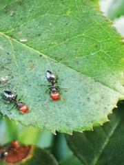 Crematogaster scutellaris