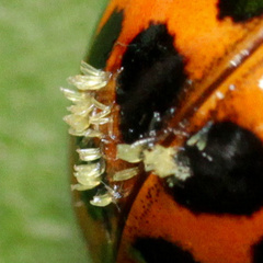 Hesperomyces harmoniae