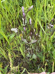 Gentianella amarella