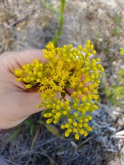 Solidago ohioensis