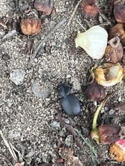 Iphthiminus serratus