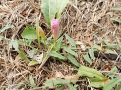 Convolvulus arvensis