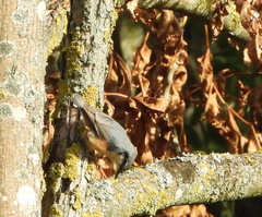 Sitta europaea
