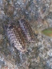 Oniscidea