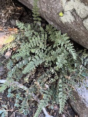 Myriopteris gracillima