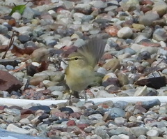 Phylloscopus collybita