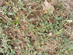 Convolvulus arvensis