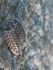 Oniscidea