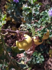 Solanum linnaeanum