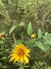 Helianthus grosseserratus