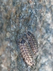 Oniscidea
