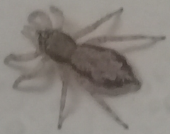 Menemerus bivittatus