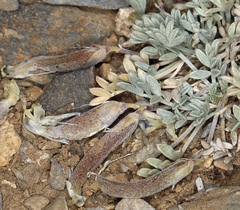 Astragalus calycosus calycosus