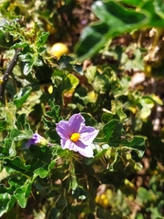 Solanum linnaeanum