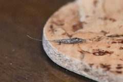 Archaeognatha