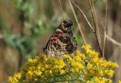 Vanessa virginiensis