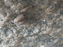 Oniscidea