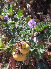 Solanum linnaeanum