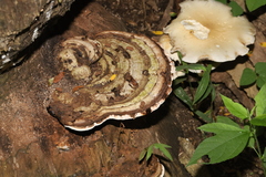 Polyporaceae